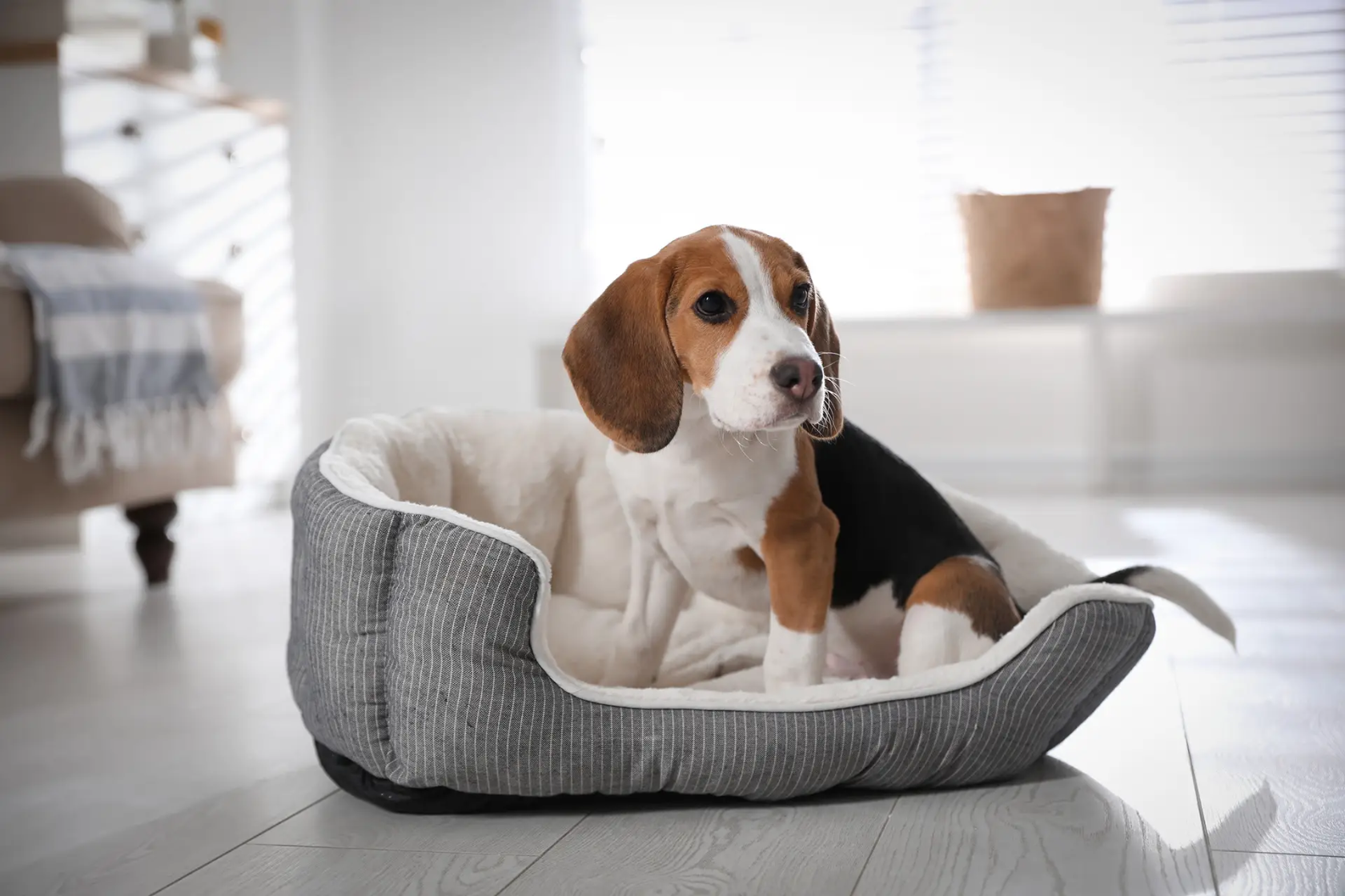 Dog in a dog bed indoors