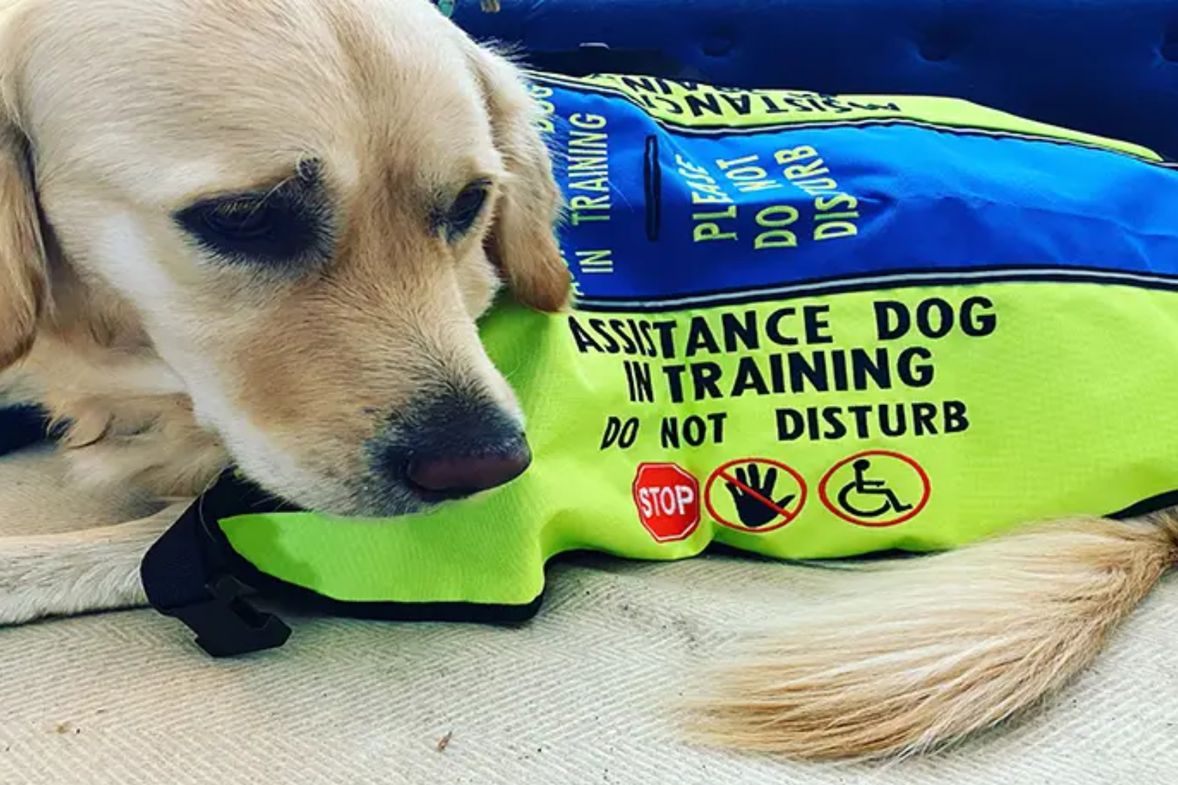 Golden retriever in an assistant dog in training vest sitting on the floor