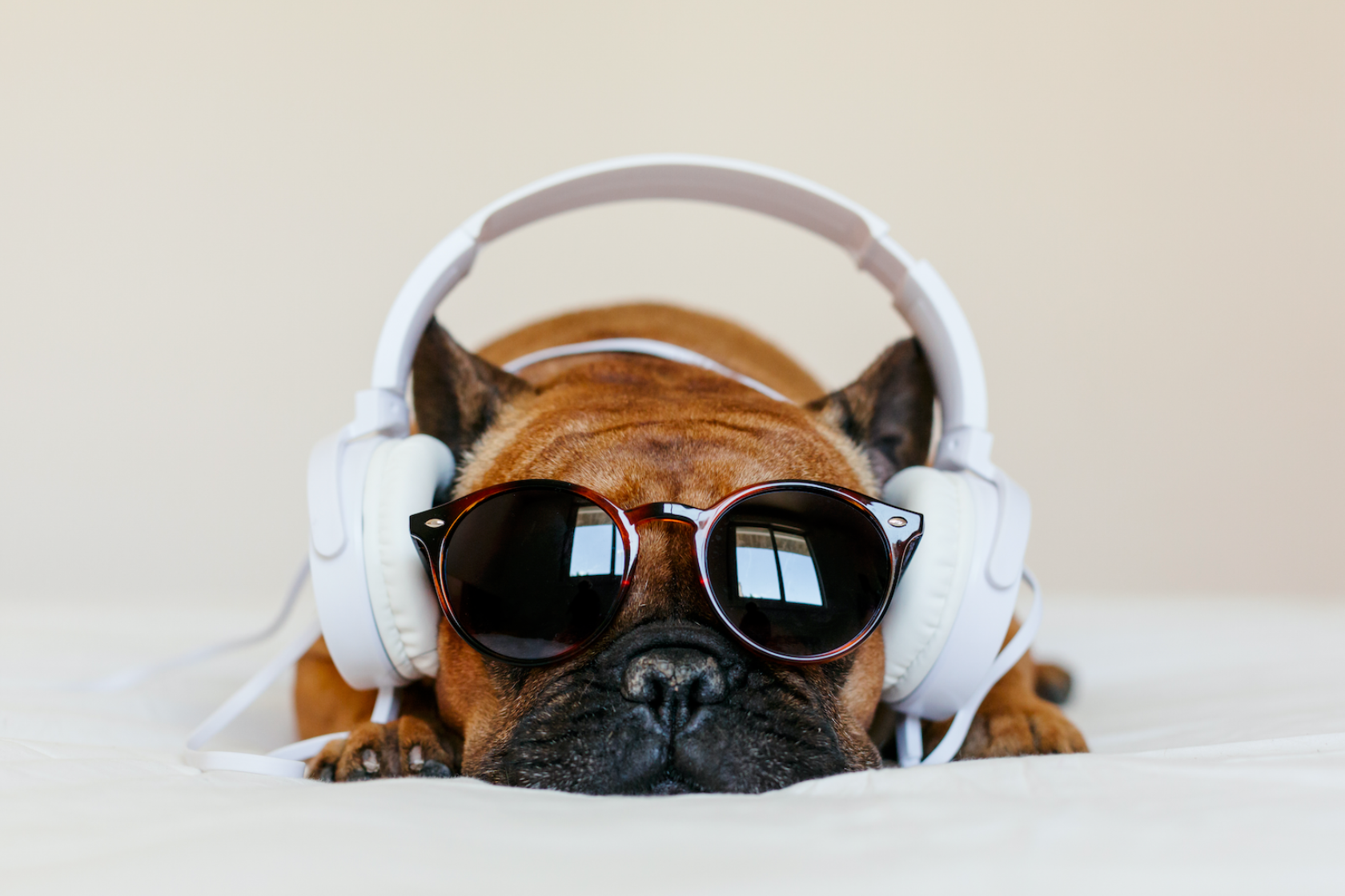 Dog wearing sunglasses and headphones