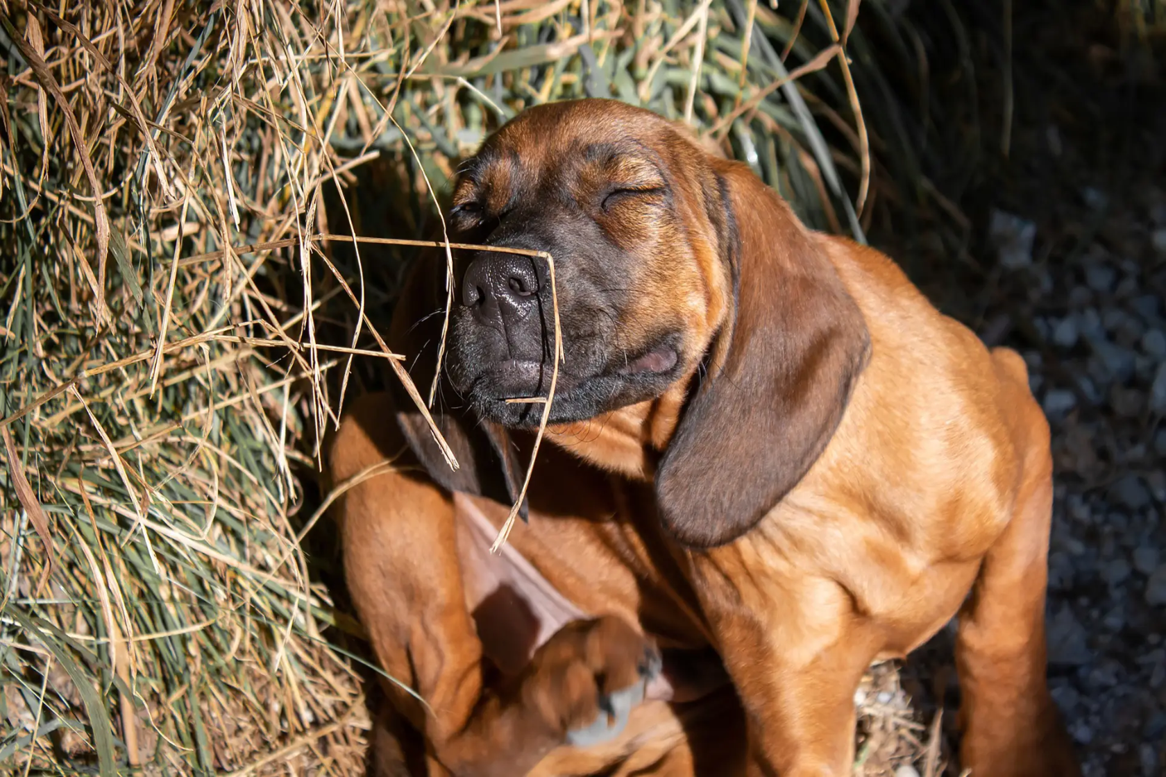 Dog looking uncomfortable sitting with hay