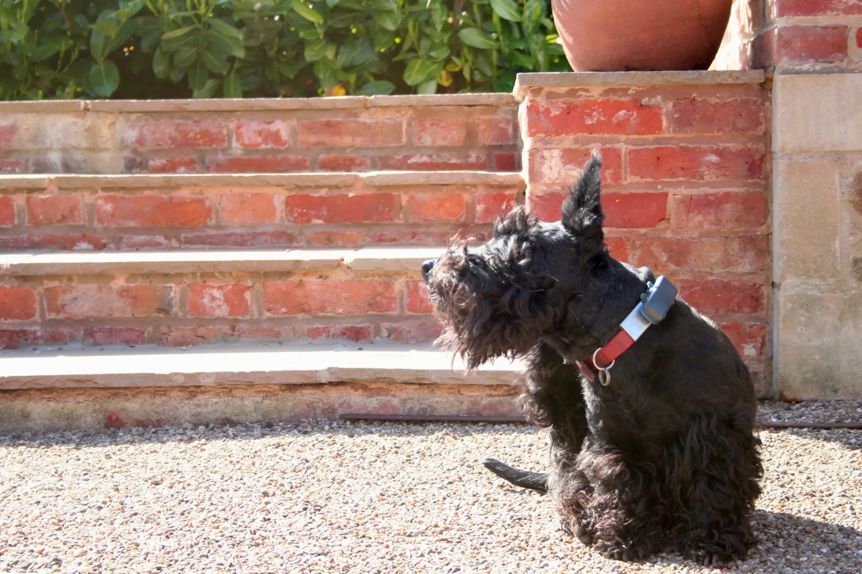 Dog sat outside looking off camera