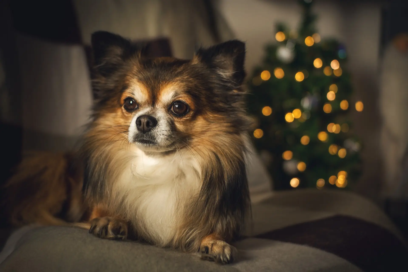 Dog indoors with lit Christmas tree in background