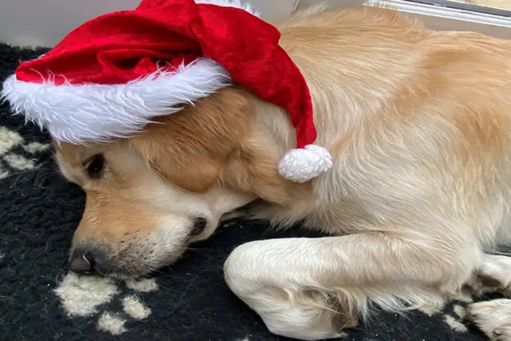 Dog wearing Christmas hat