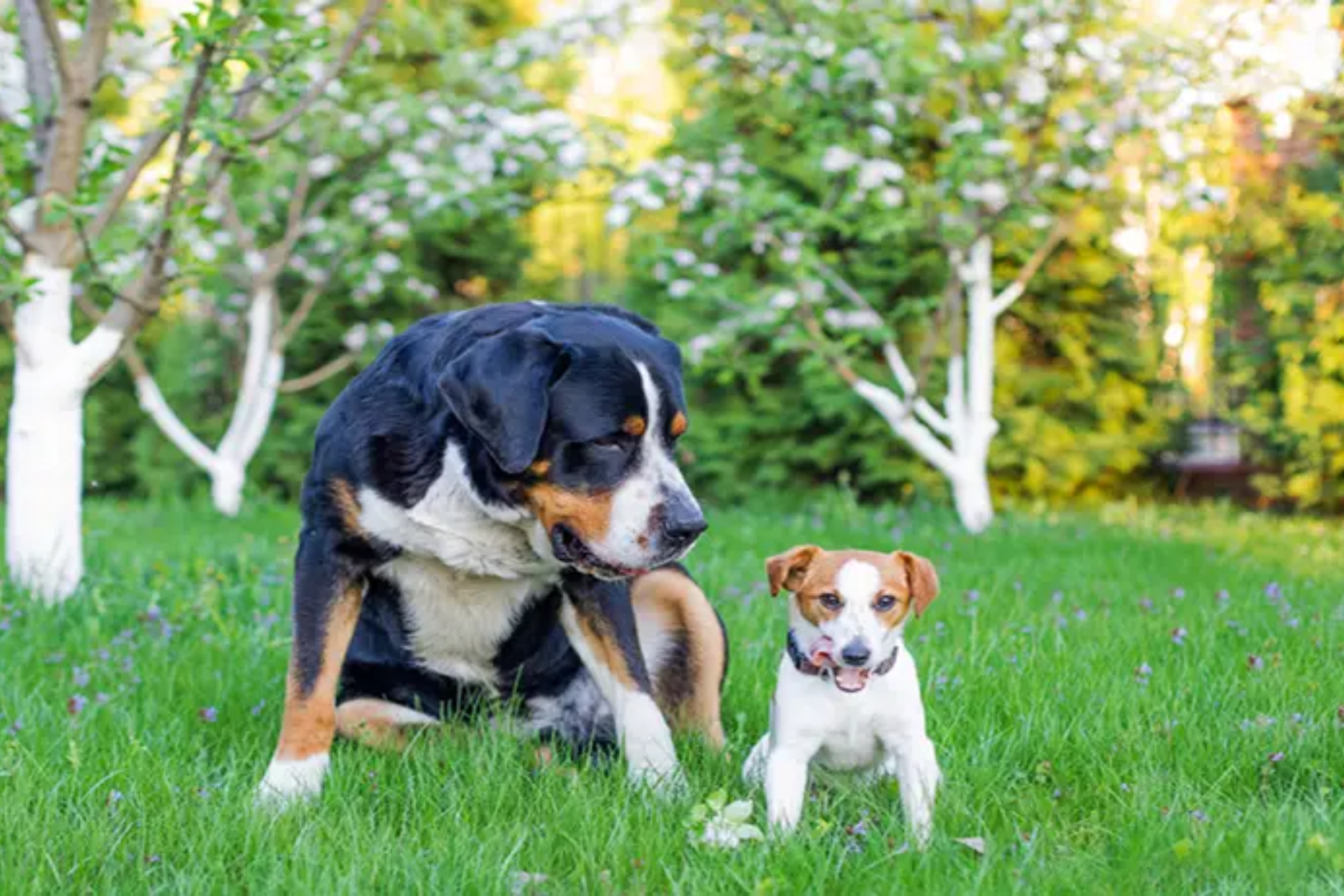 A big dog sat next to a small dog in a field