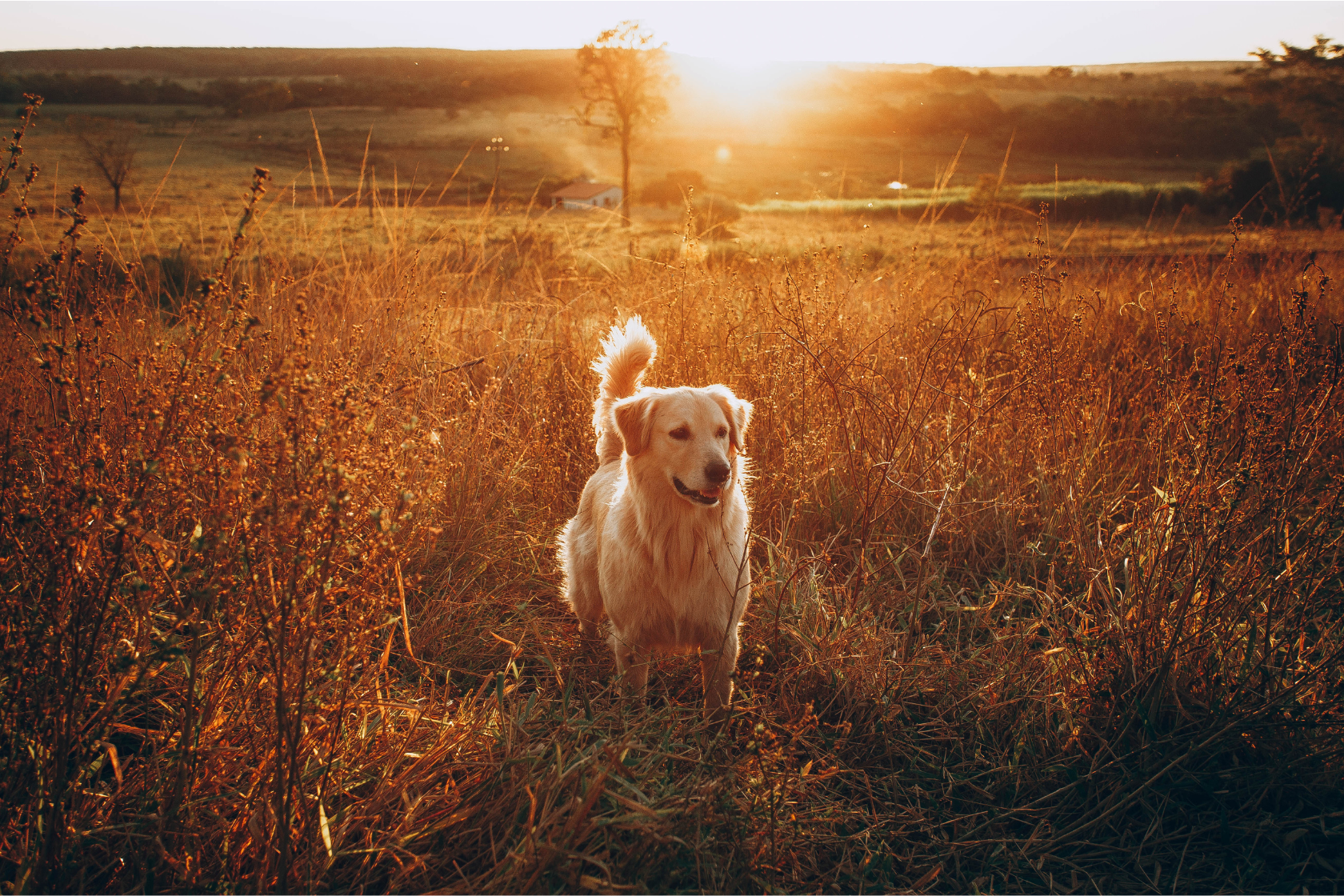 Golden retriever in a field in Autumn