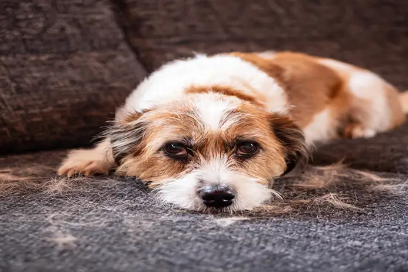 Dog lying on sofa covered in dog hair