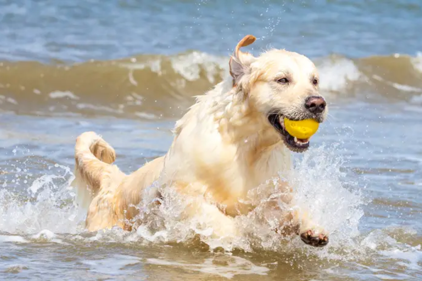 Happy dog jumping in water with a ball in its mouth