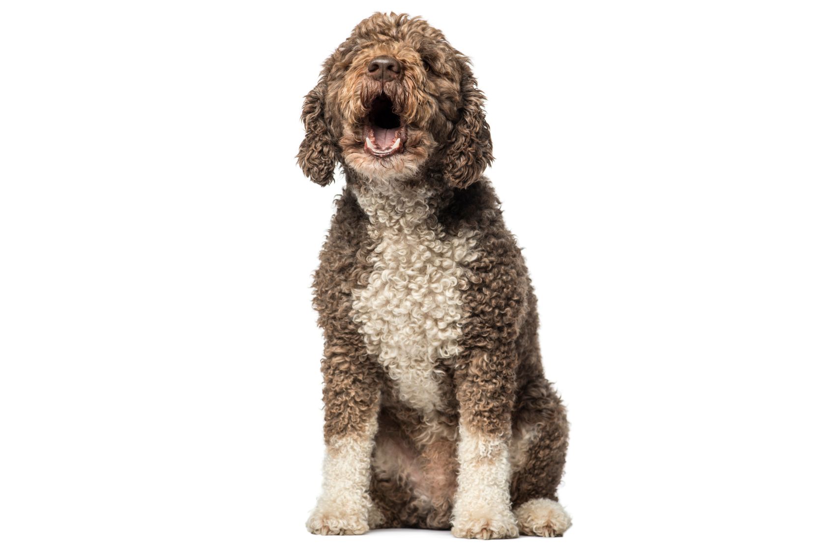 Spanish Water Dog