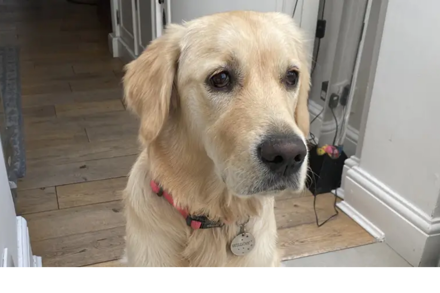 Close up of golden retriever indoors