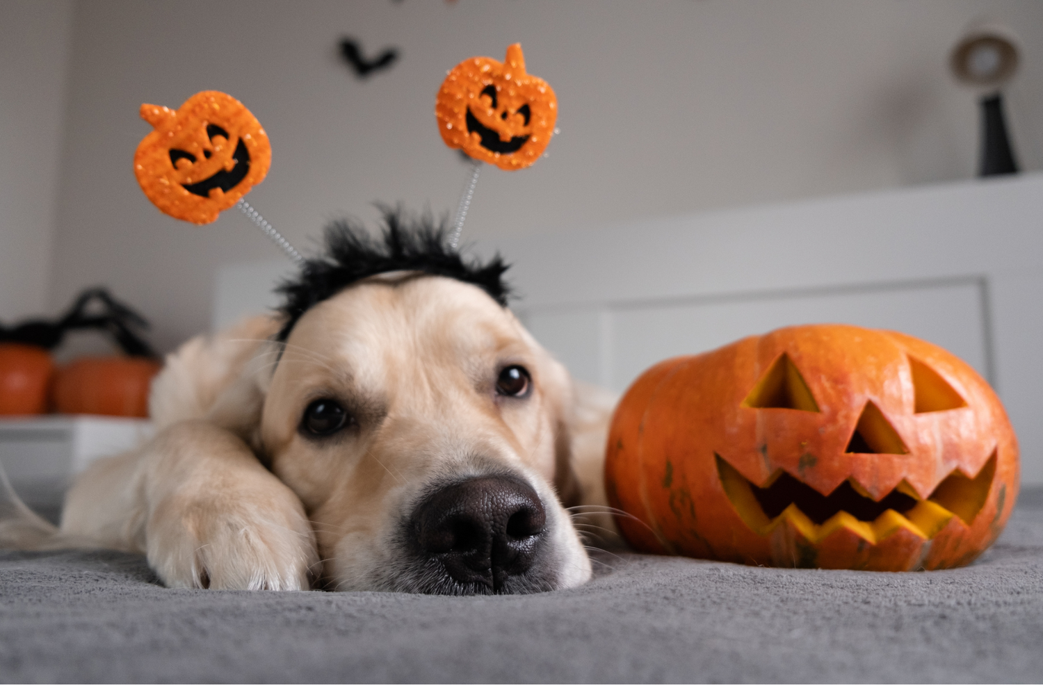 Dog wearing pumpkin head band next to carved pumpkin