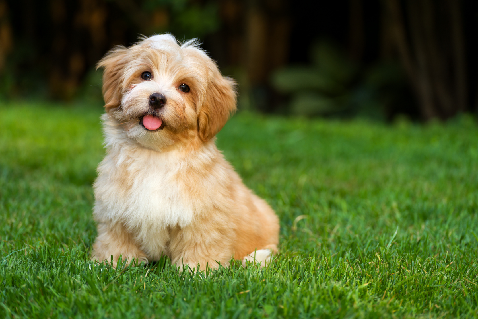 Happy fluffy dog sitting on grass