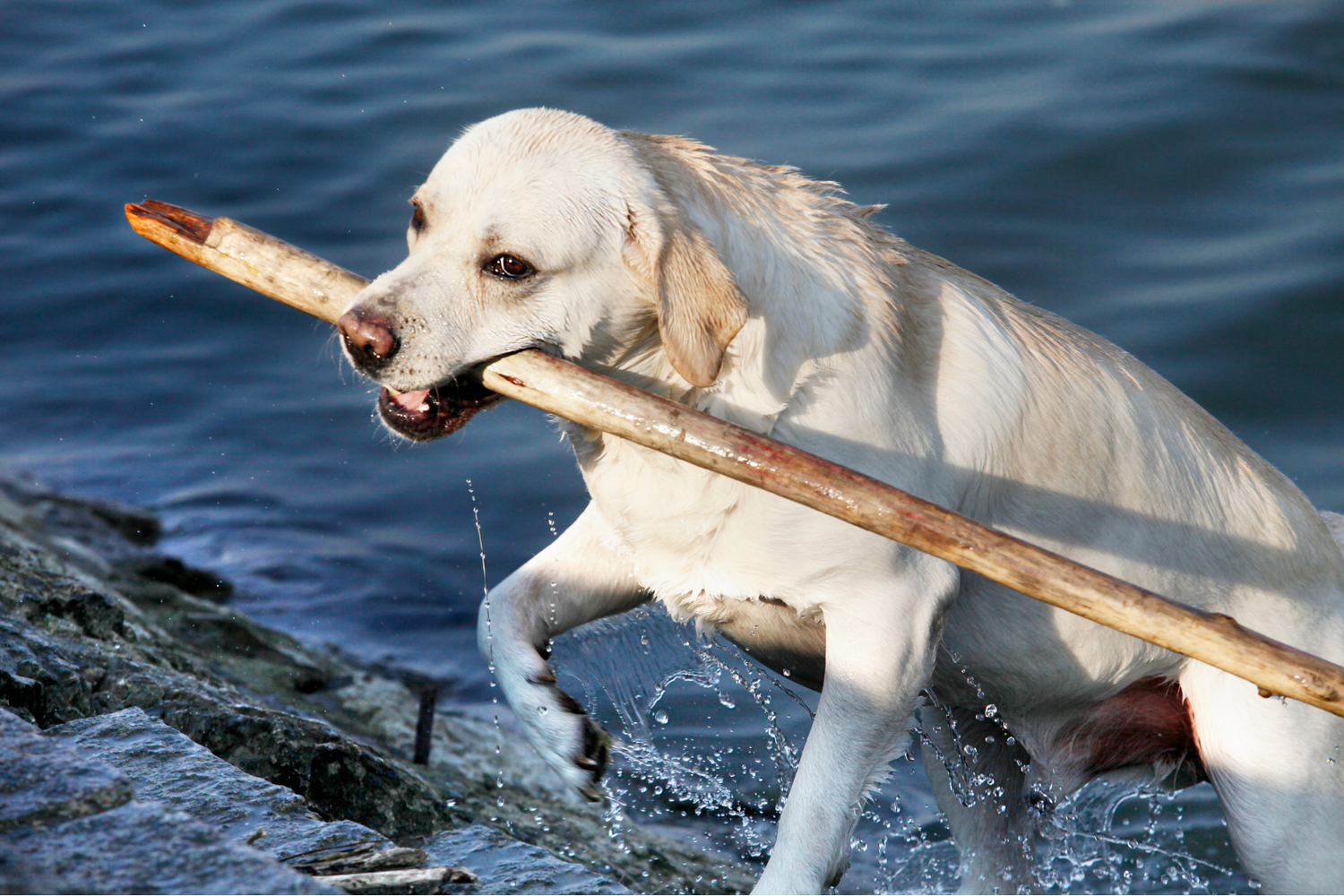 Dog in lake with a stick in its mouth