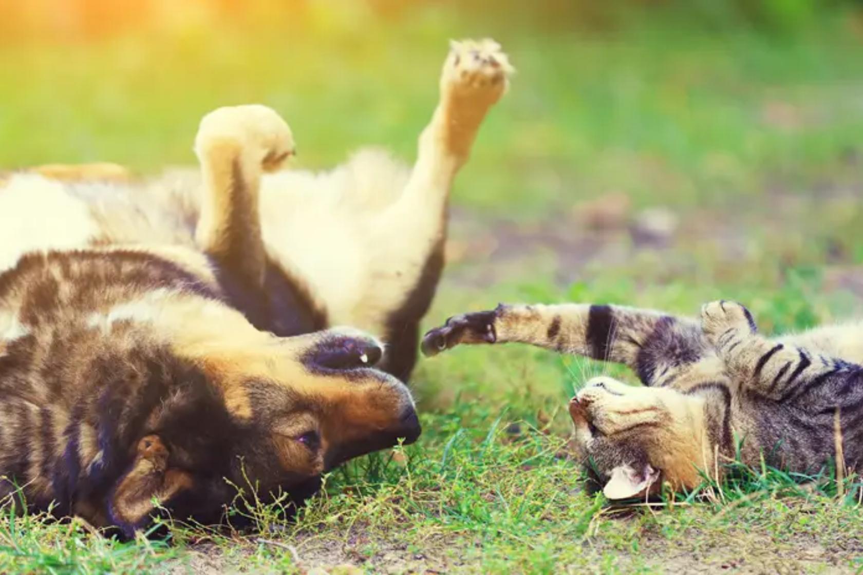 Dog and cat playing together on grass