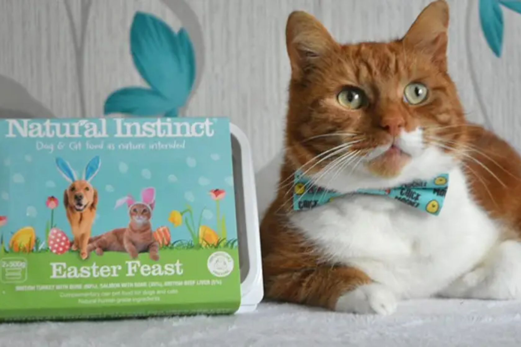 Cat wearing bow tie next to Natural Instinct Easter feast meal