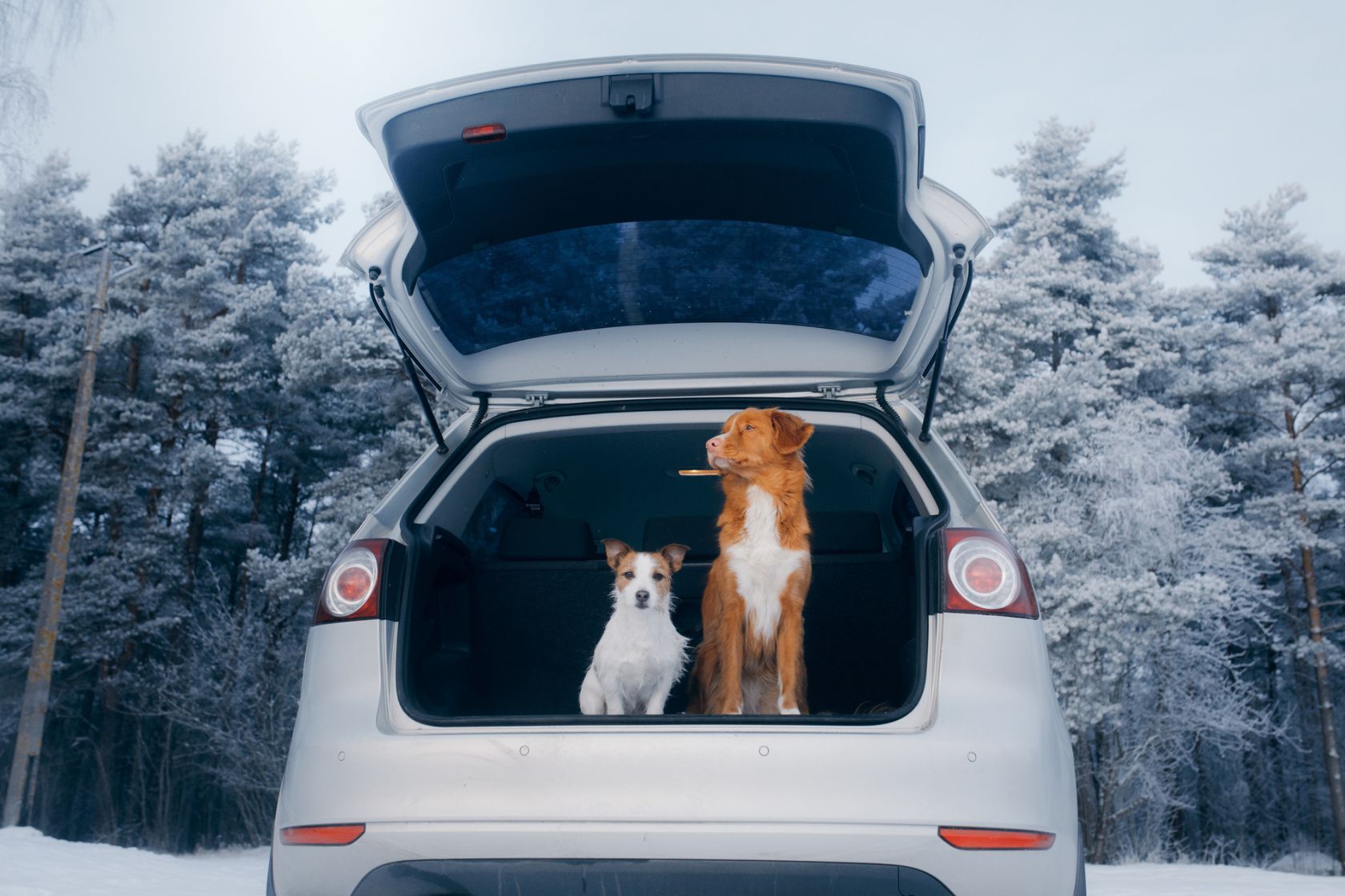two dogs sat in car boot with a winter background