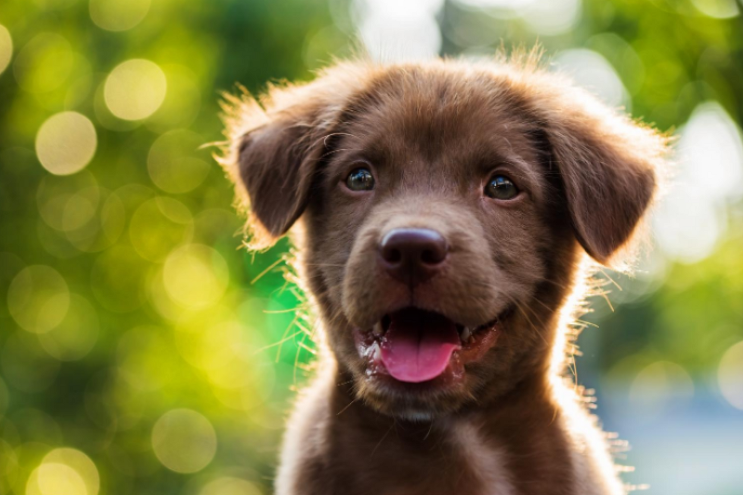 Close up of brown puppy looking happy
