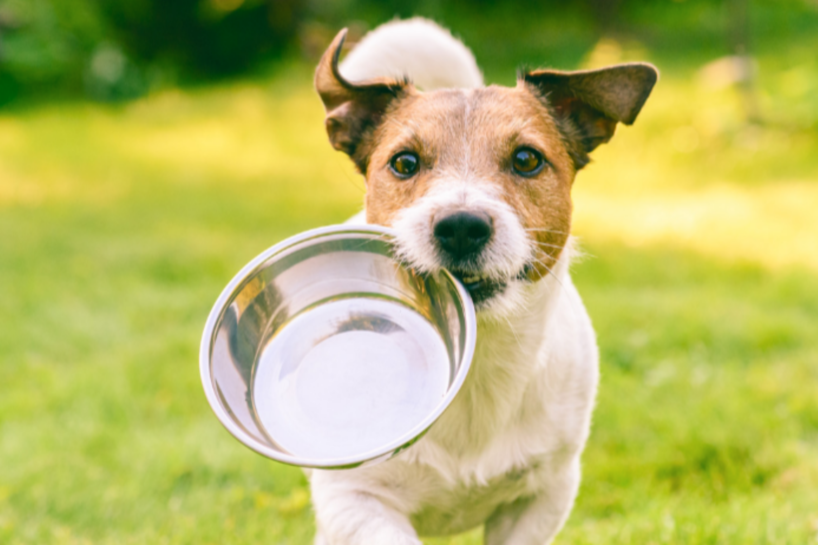 Dog outside holding empty food bowl in its mouth