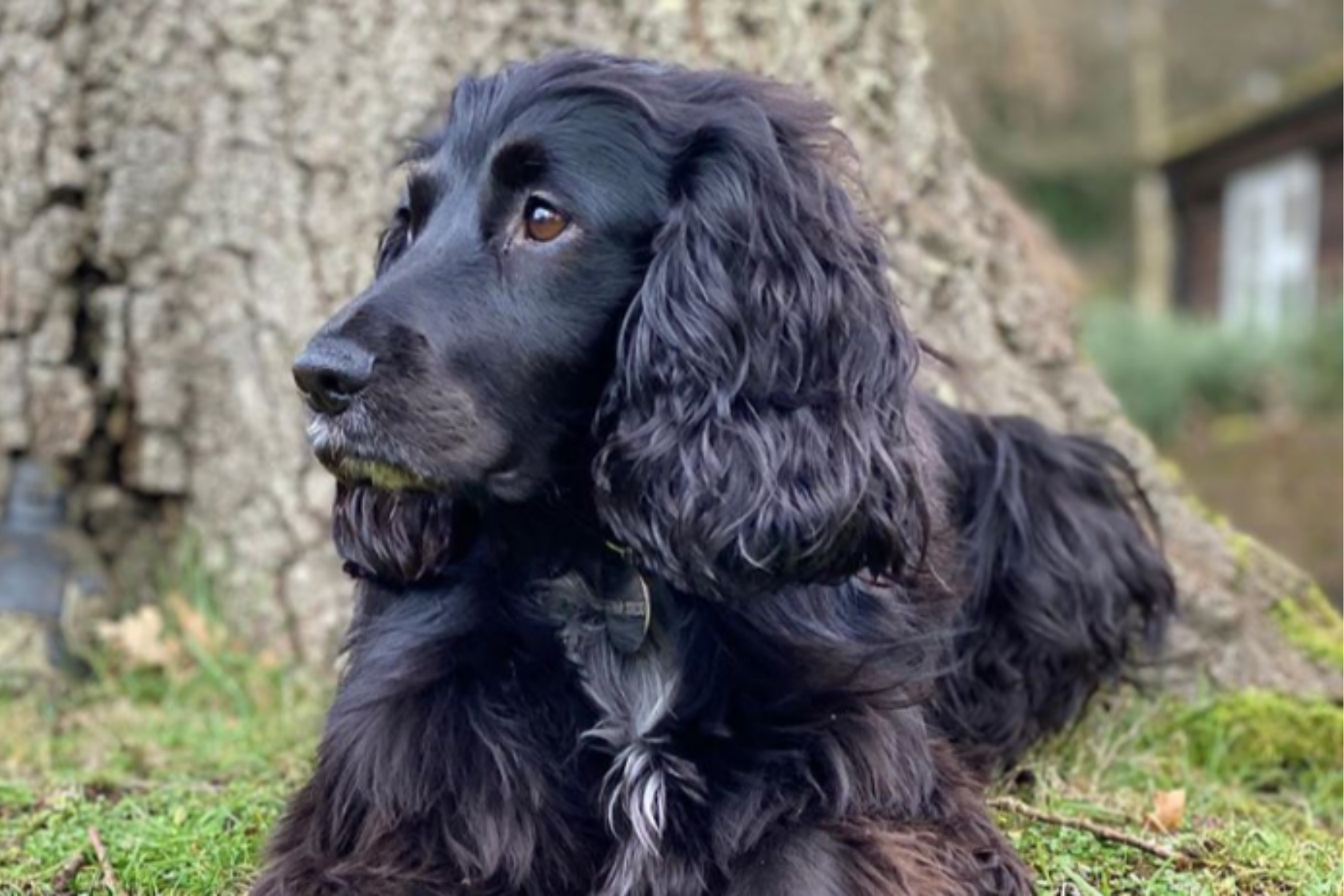 Close up of dark cocker spaniel in front of a tree looking off to the side