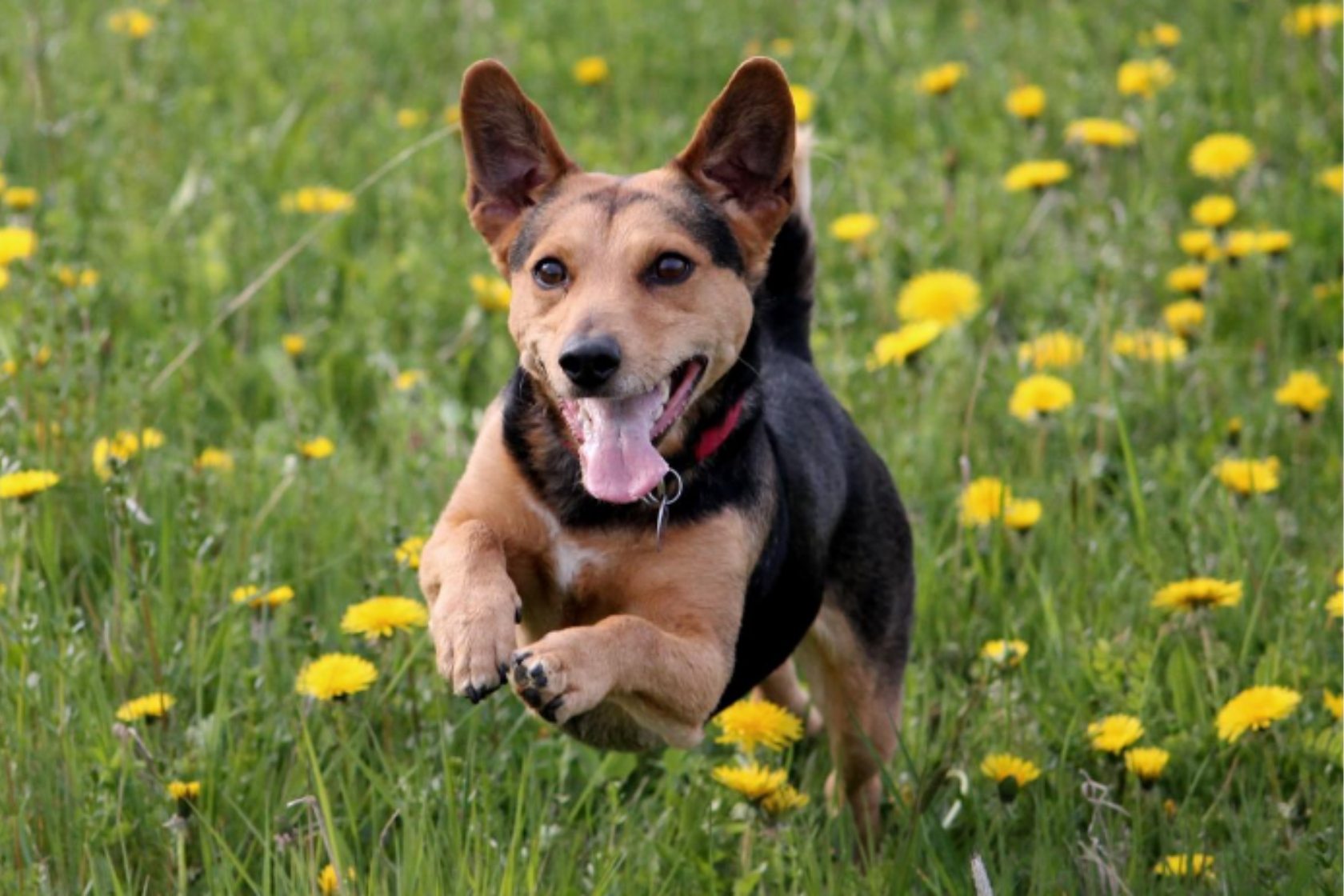 Happy dog jumping in a field of buttercups