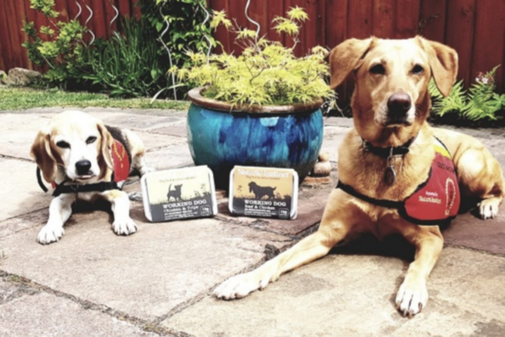Two dog aid dogs sat together with some Natural Instinct dog food