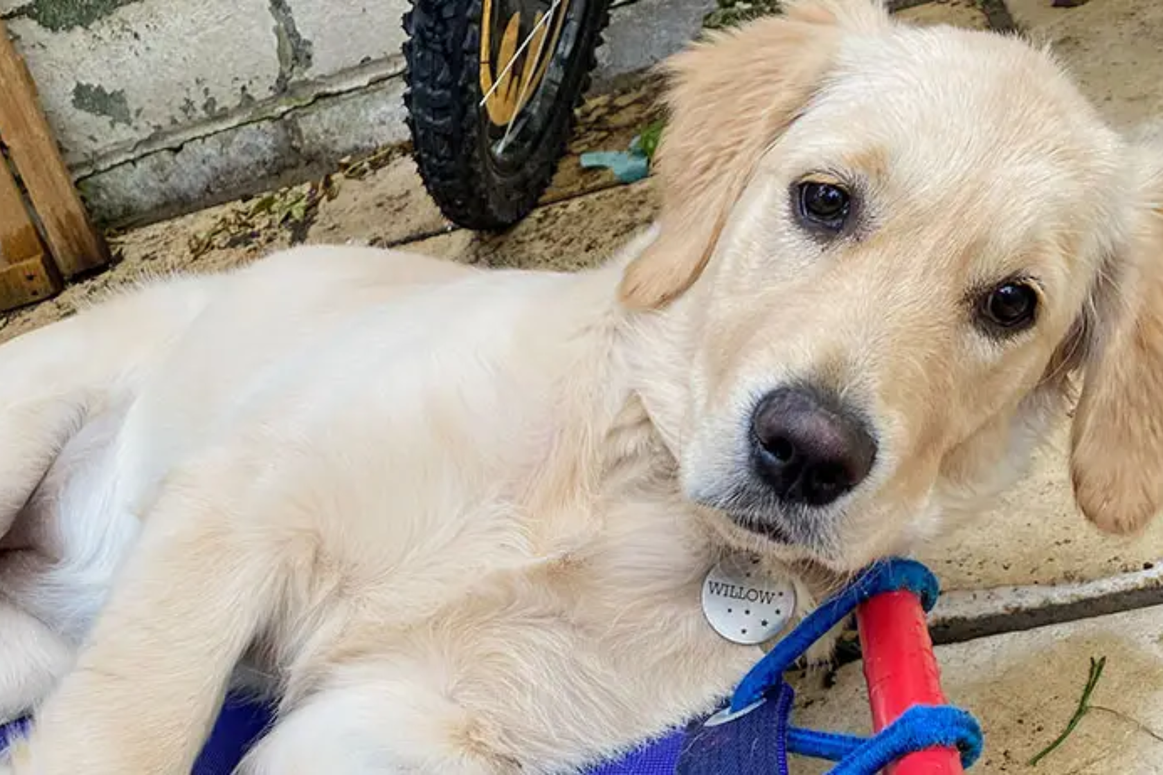 Golden retriever looking into camera