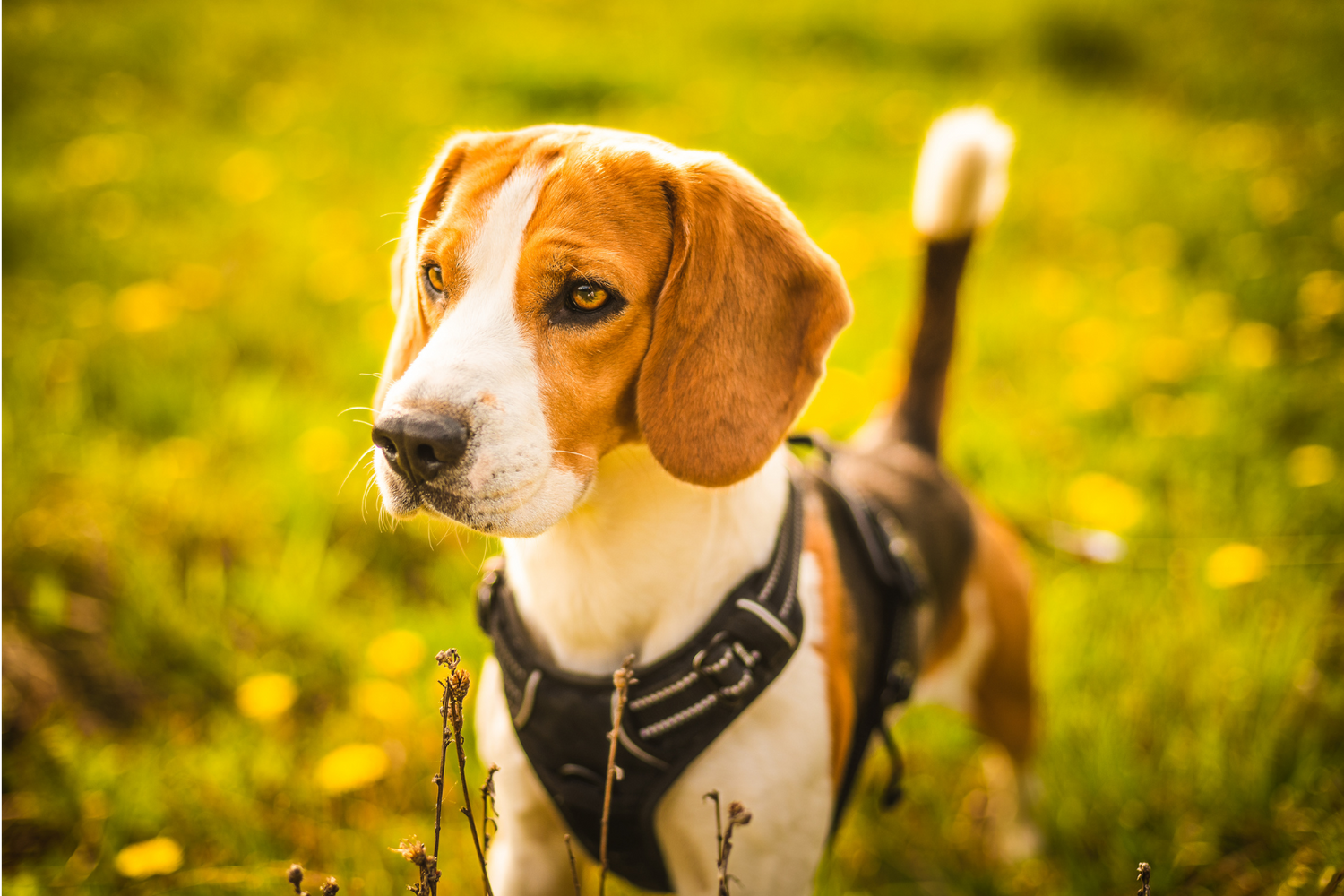 Search dog in a field looking off to the side
