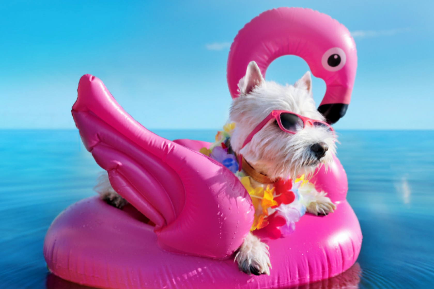 Dog wearing sunglasses on a pink flamingo pool float