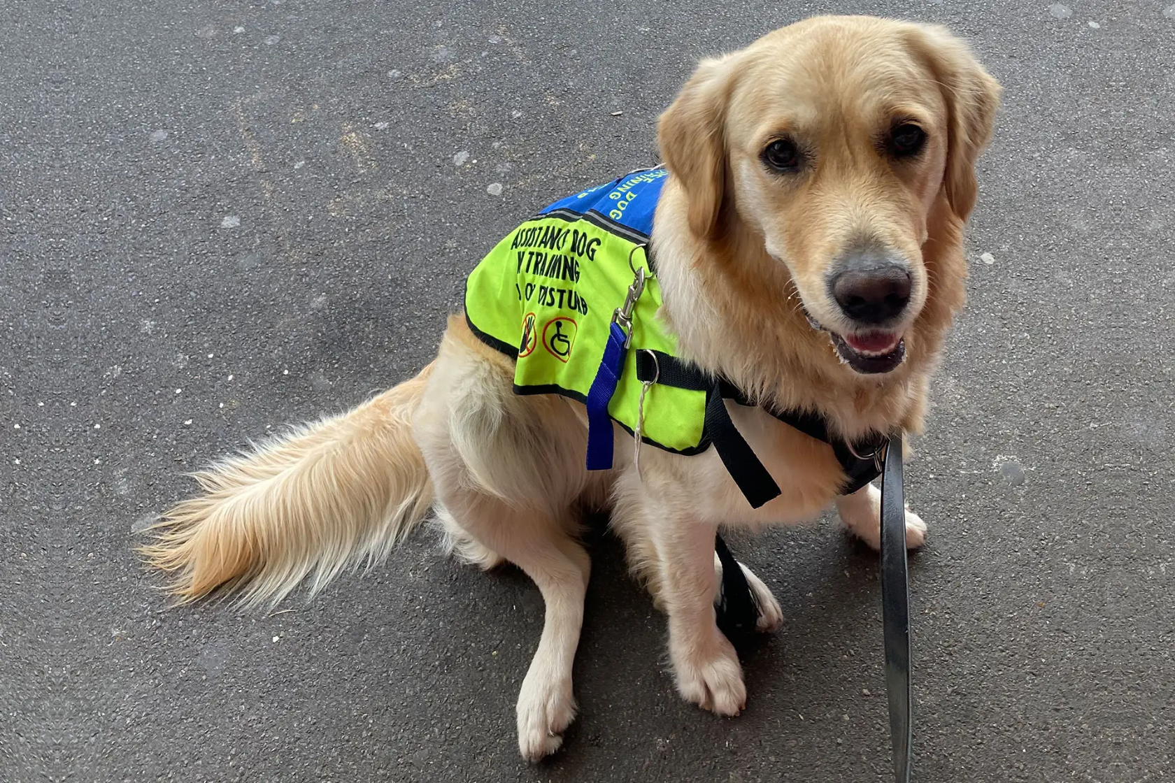 Golden retriever wearing a assistant dog in training vest