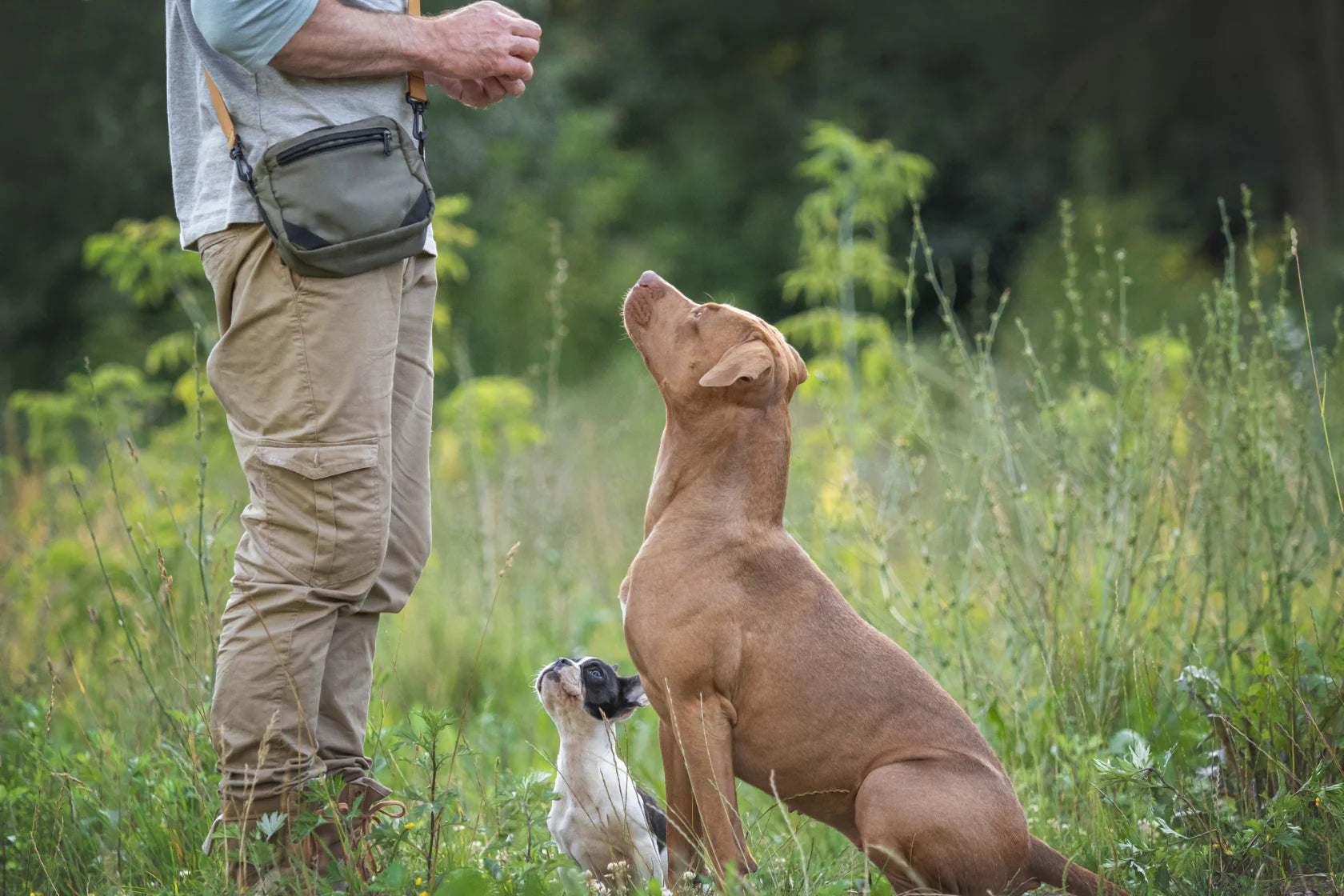 Two dogs sat outside looking up at owner