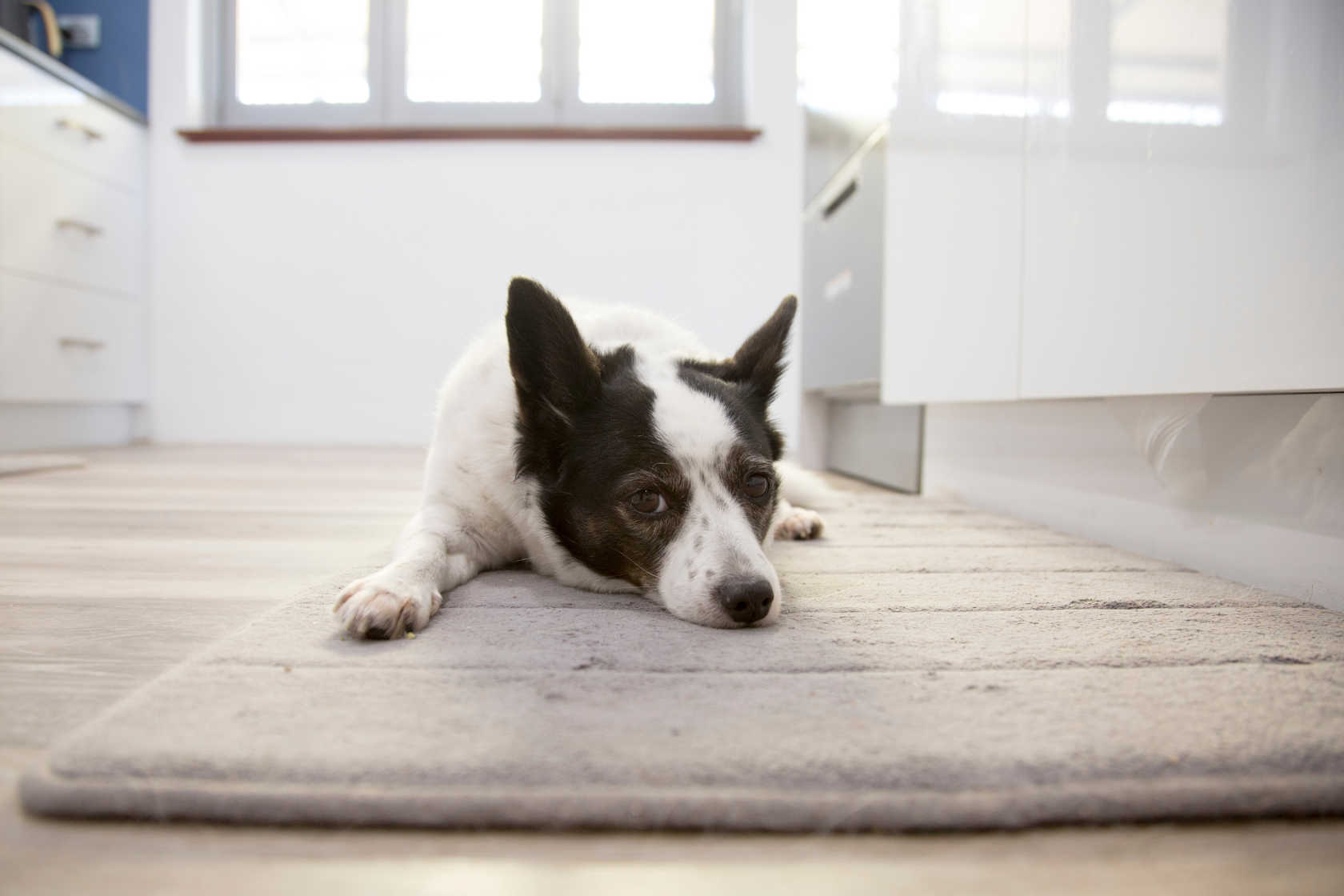 Dog lying down inside on a rug