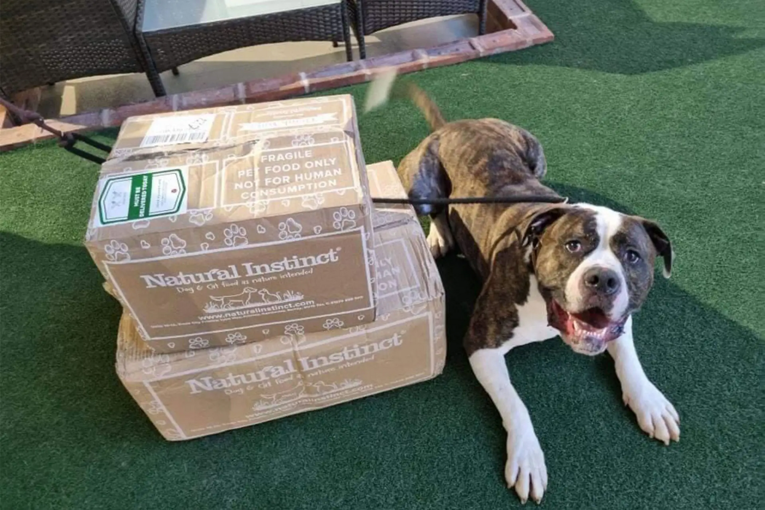 Happy dog next to Natural Instinct dog food delivery