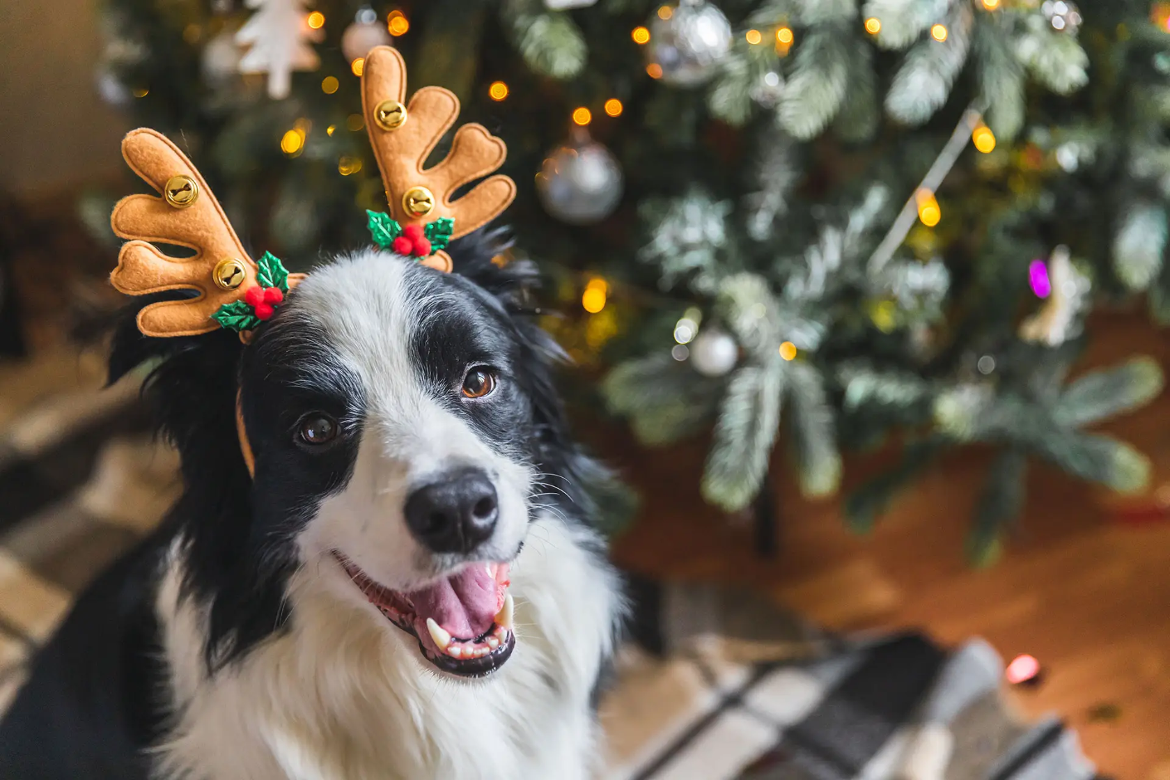 Happy dog wearing reindeer antlers in front of a Christmas tree