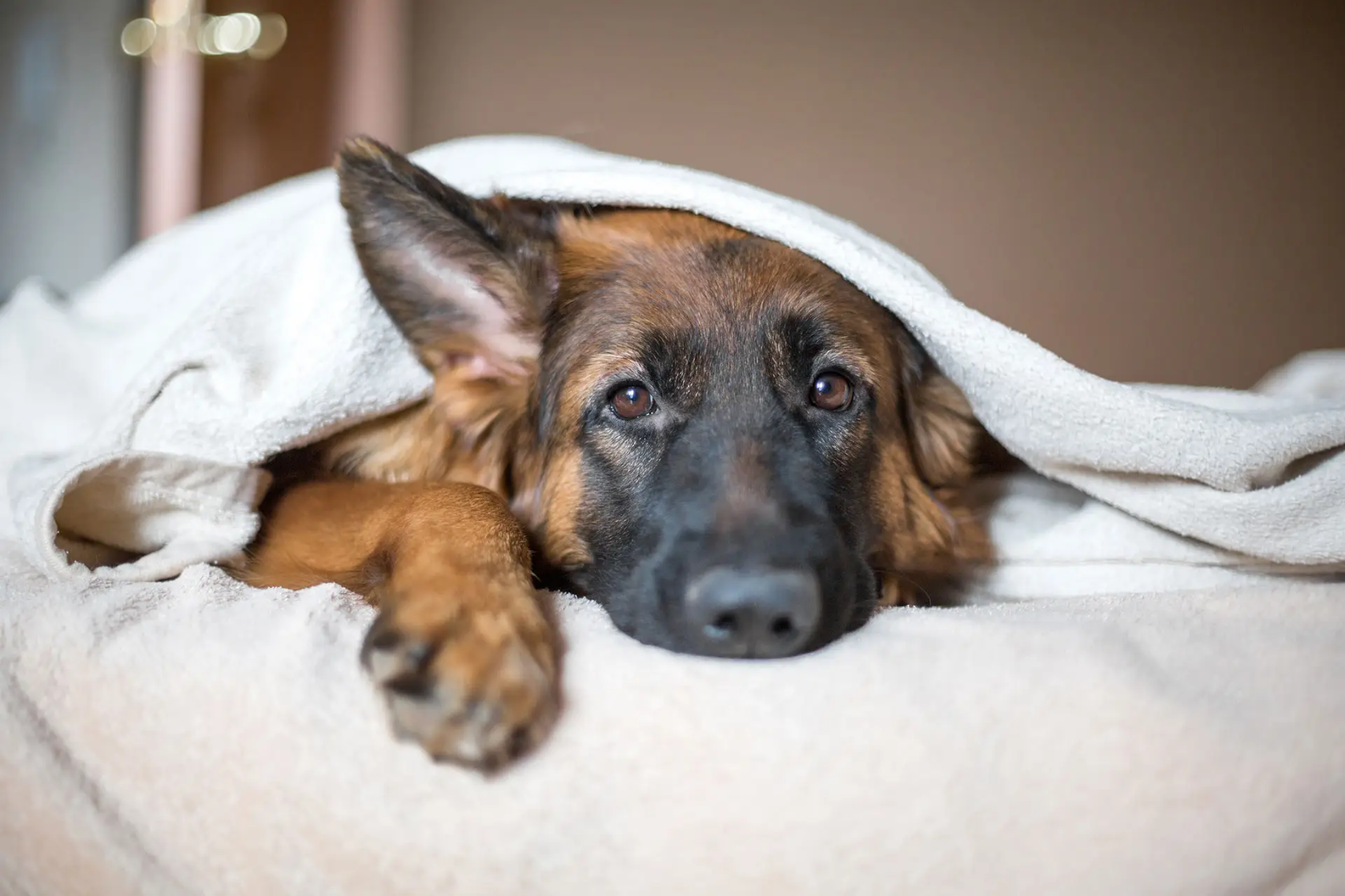 Sad looking dog in bed under a blanket
