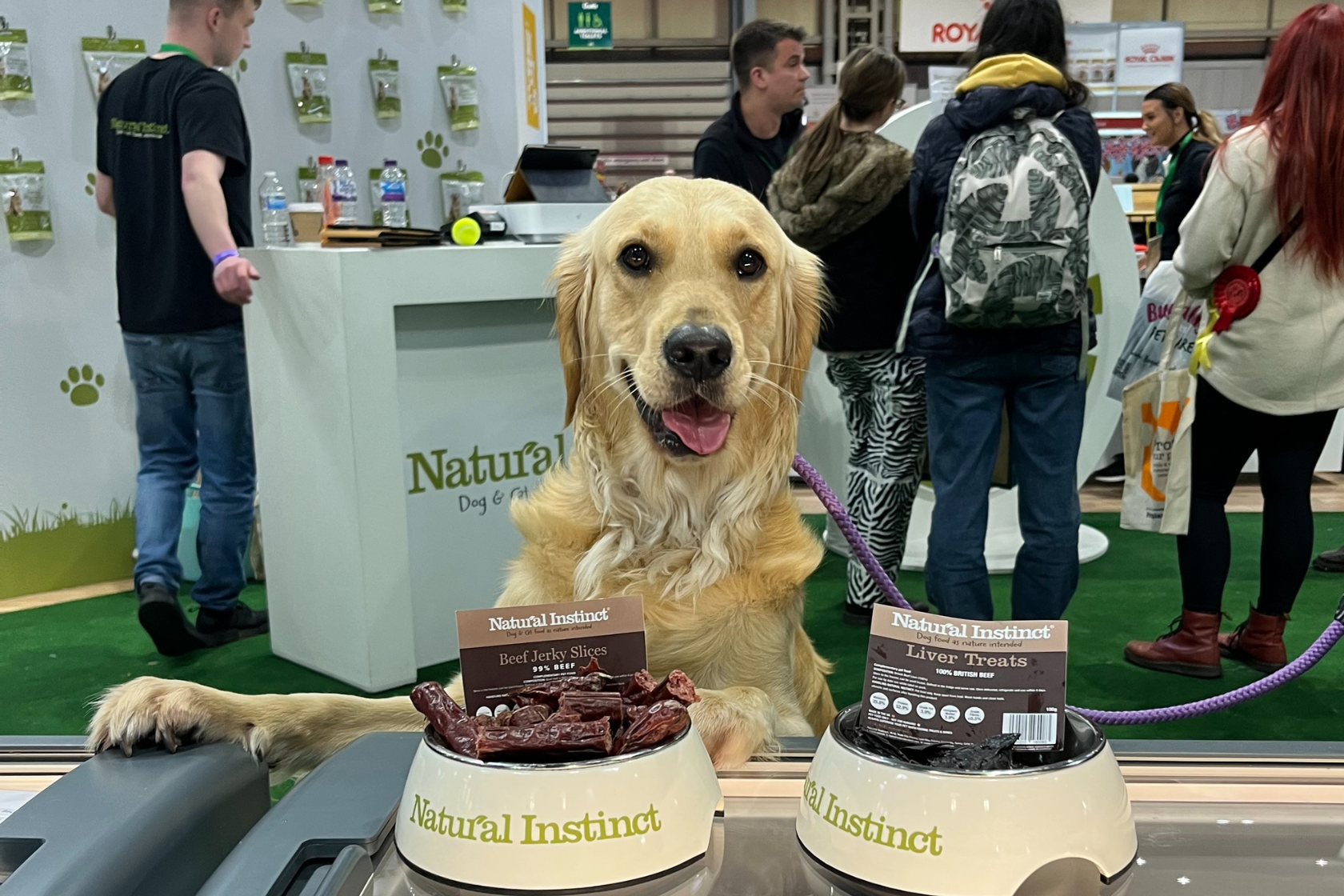 Happy golden retriever in front of Natural Instinct food bowls