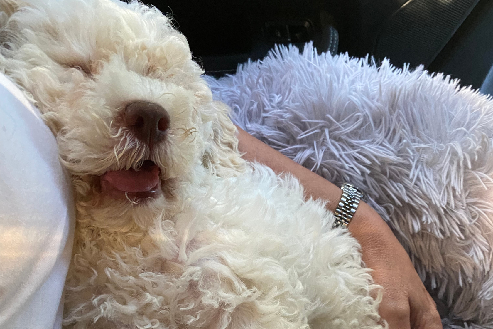 Sleeping puppy