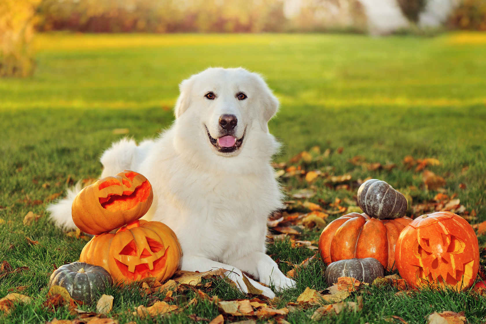 Happy dog sat next to pumpkins in a field