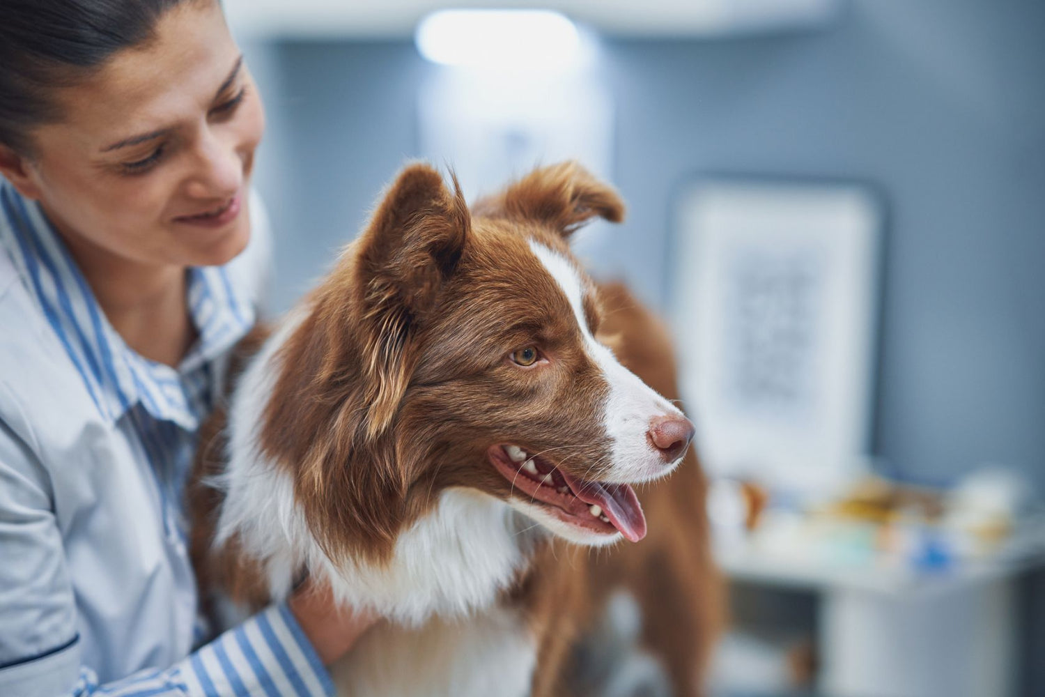 Vet with happy dog