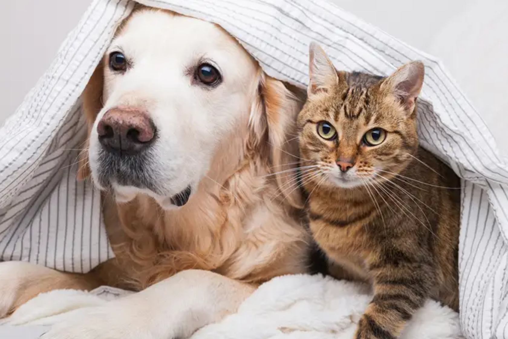 Dog and cat sat together under a blanket