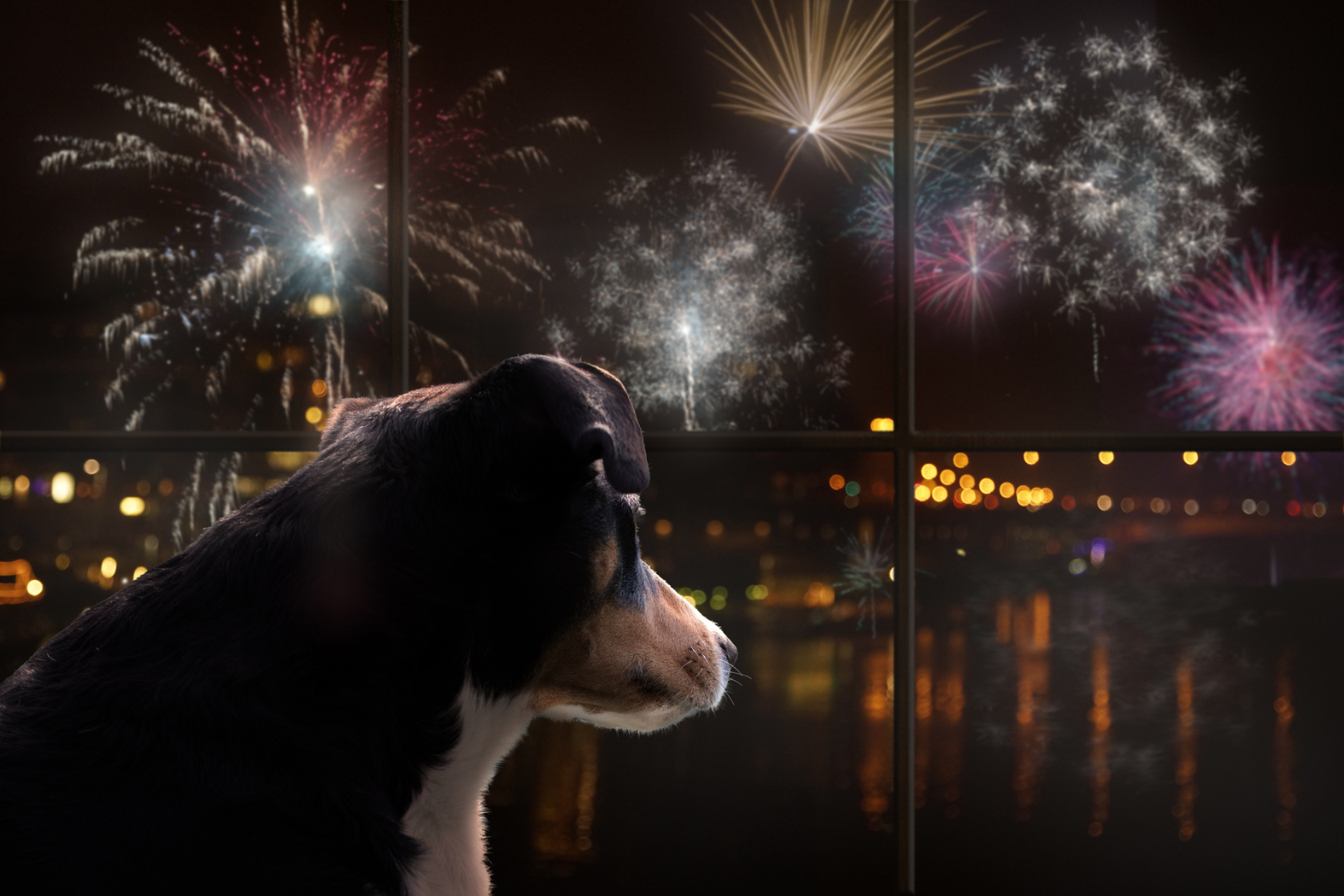 Dog looking out the window at a firework display