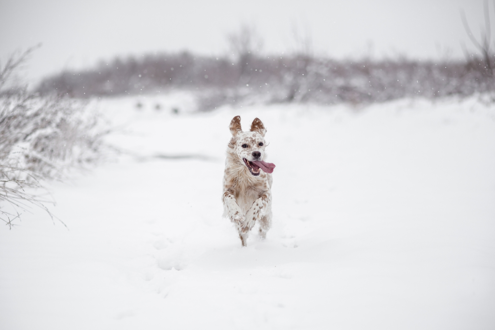 happy dog running towards camera in a snowy landscape