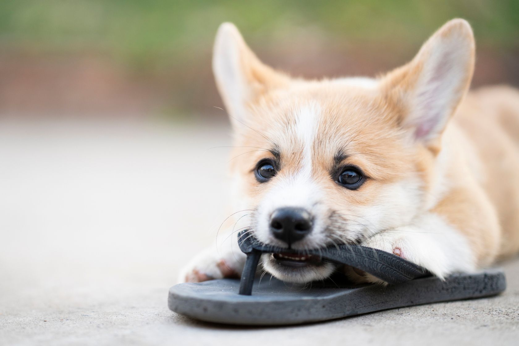 Puppy chewing on a flip flop