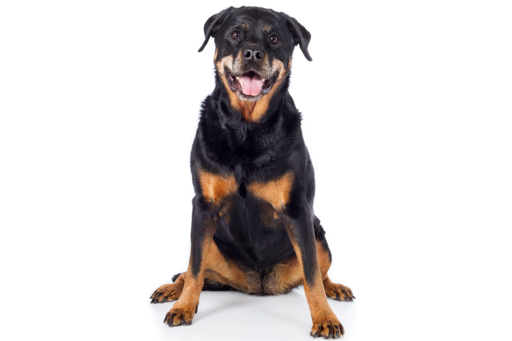 Rottweiler