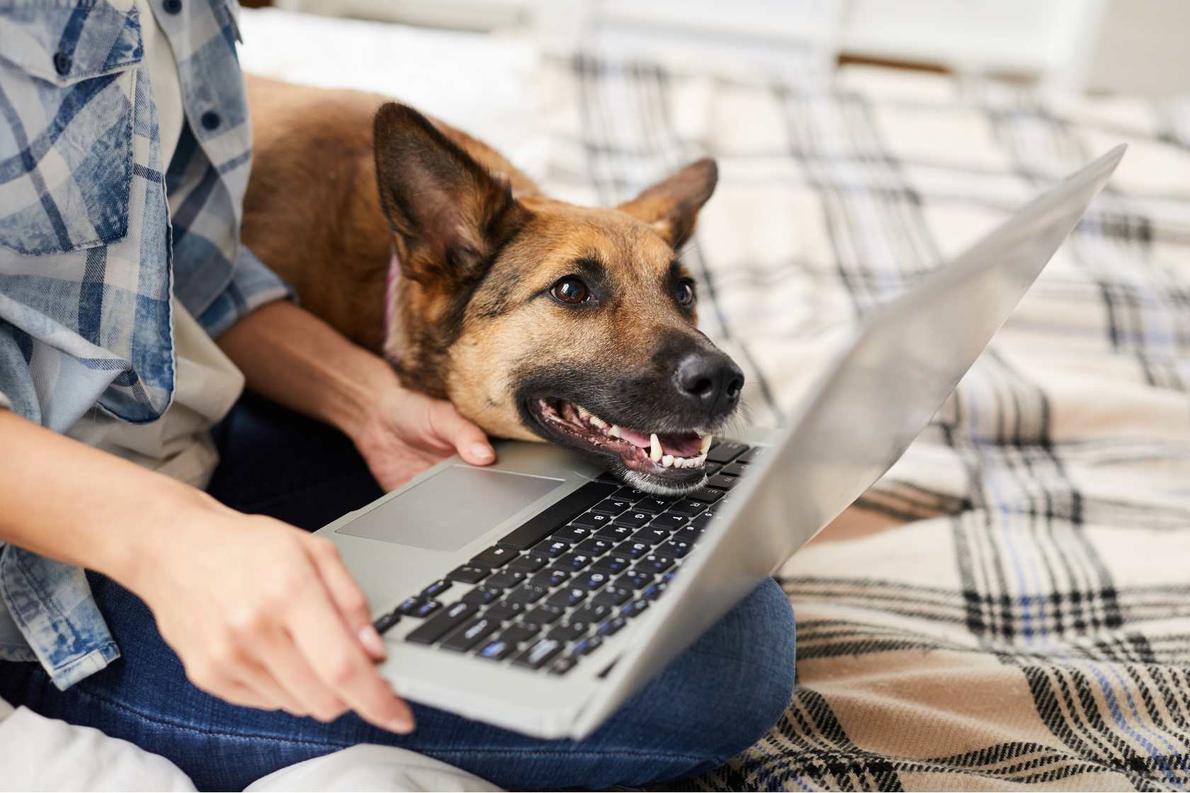 Man working on a laptop with a dog leaning over the laptop