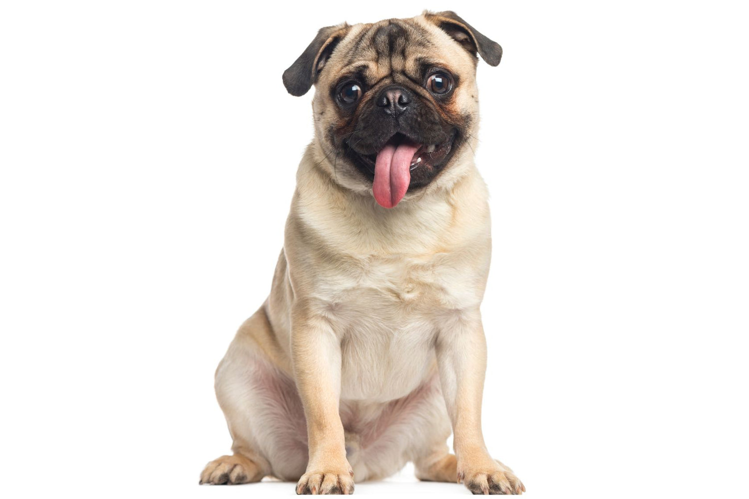 Pug