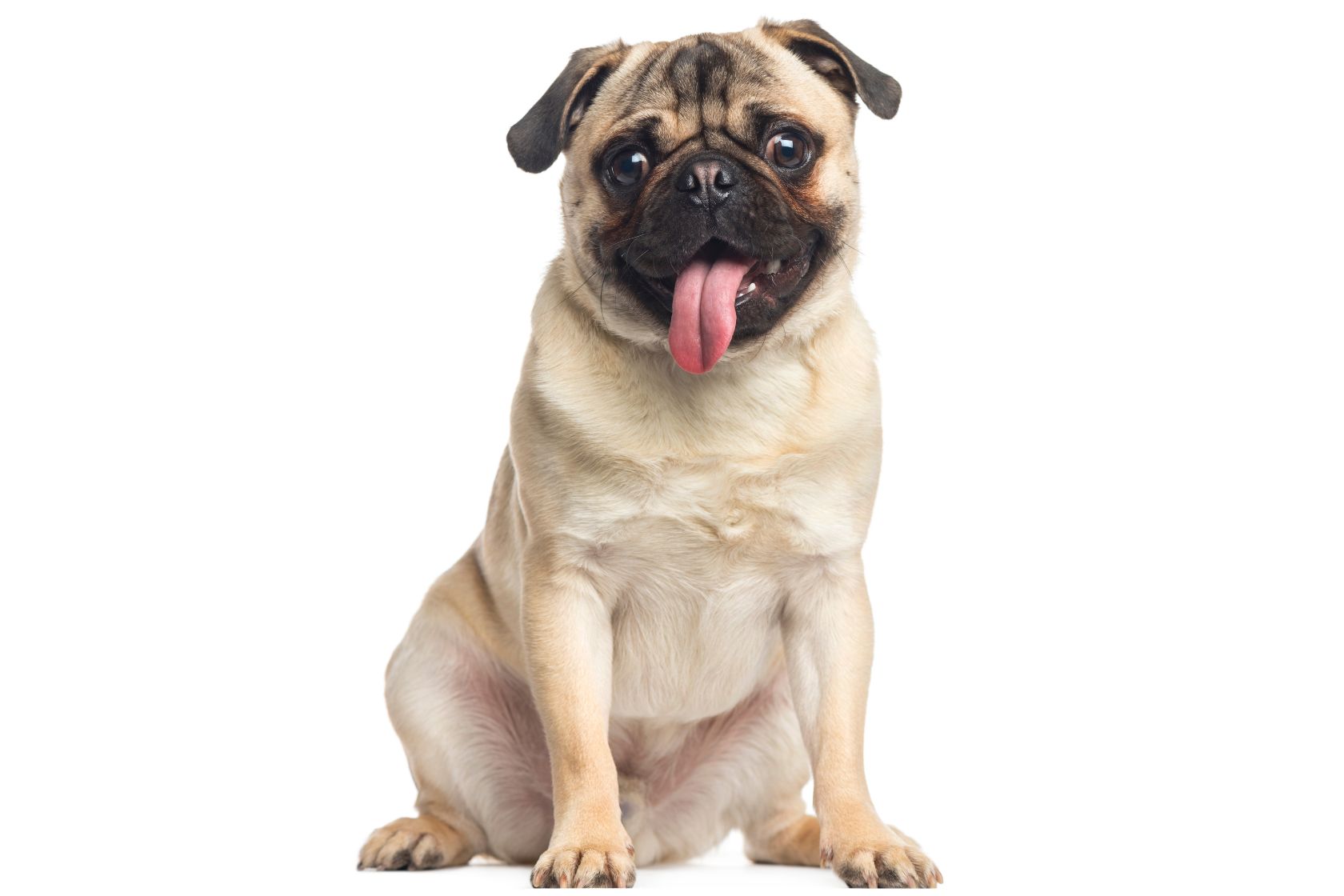 Pug
