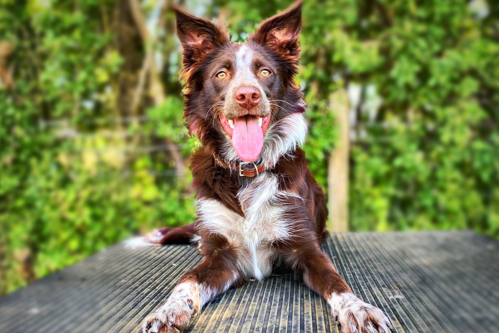 Agility dog sitting on decking with tongue out
