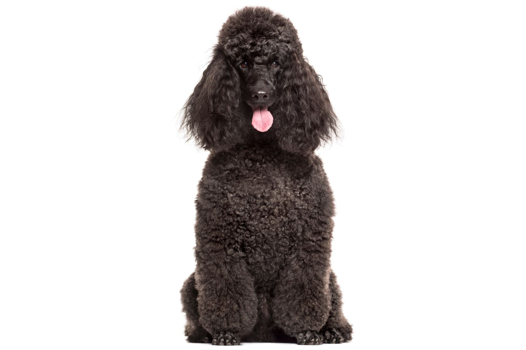Poodle