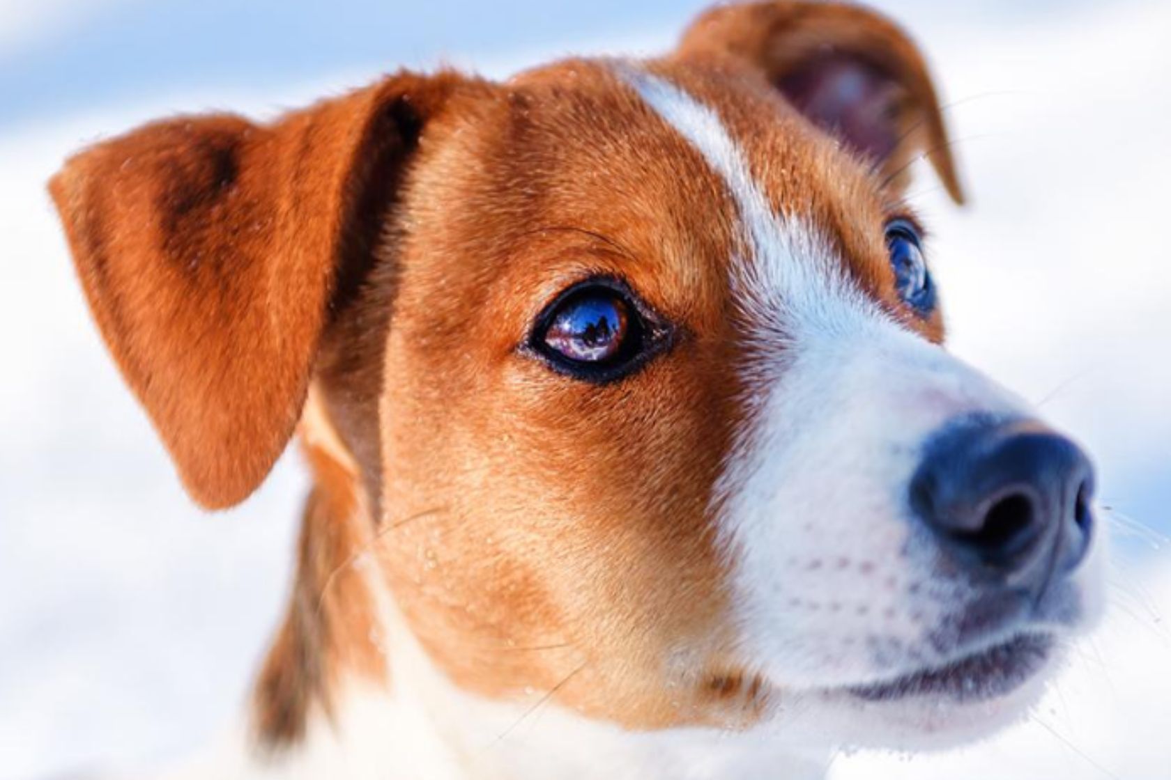 Close up of dog's face with snowy background