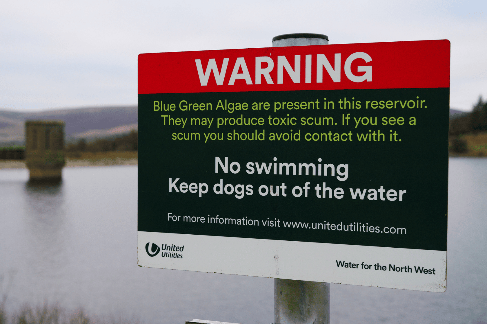 Blue-Green Algae: What Dog Owners Need to Know