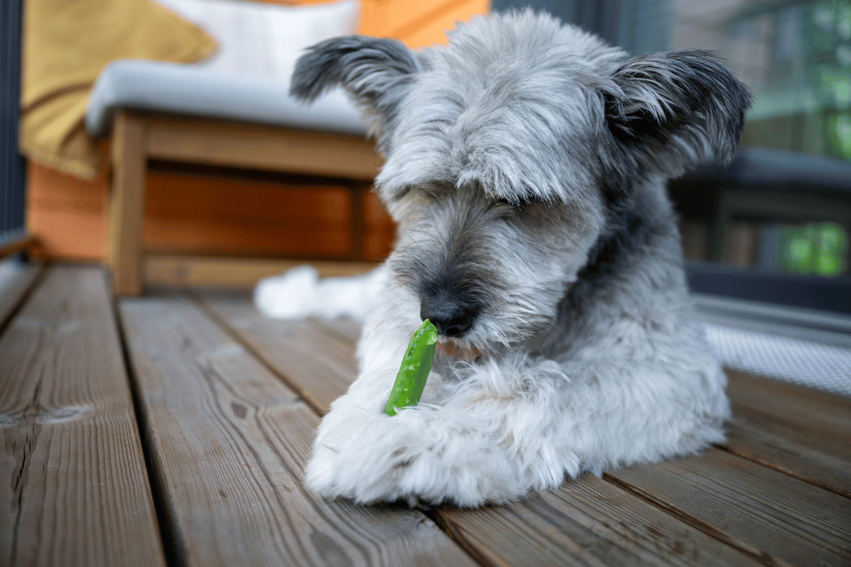Fluffy dog sat on wooden decking eating a green pea pod